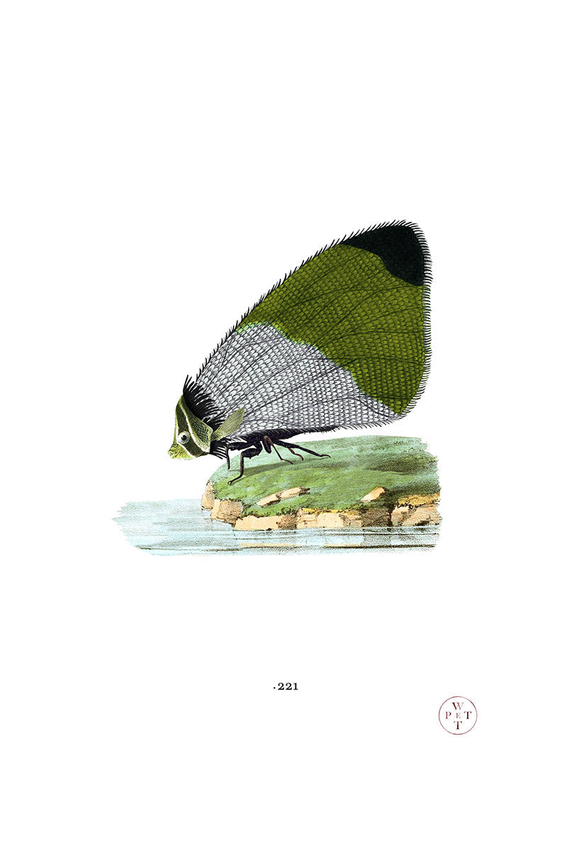 WET PET Butterfly Fish