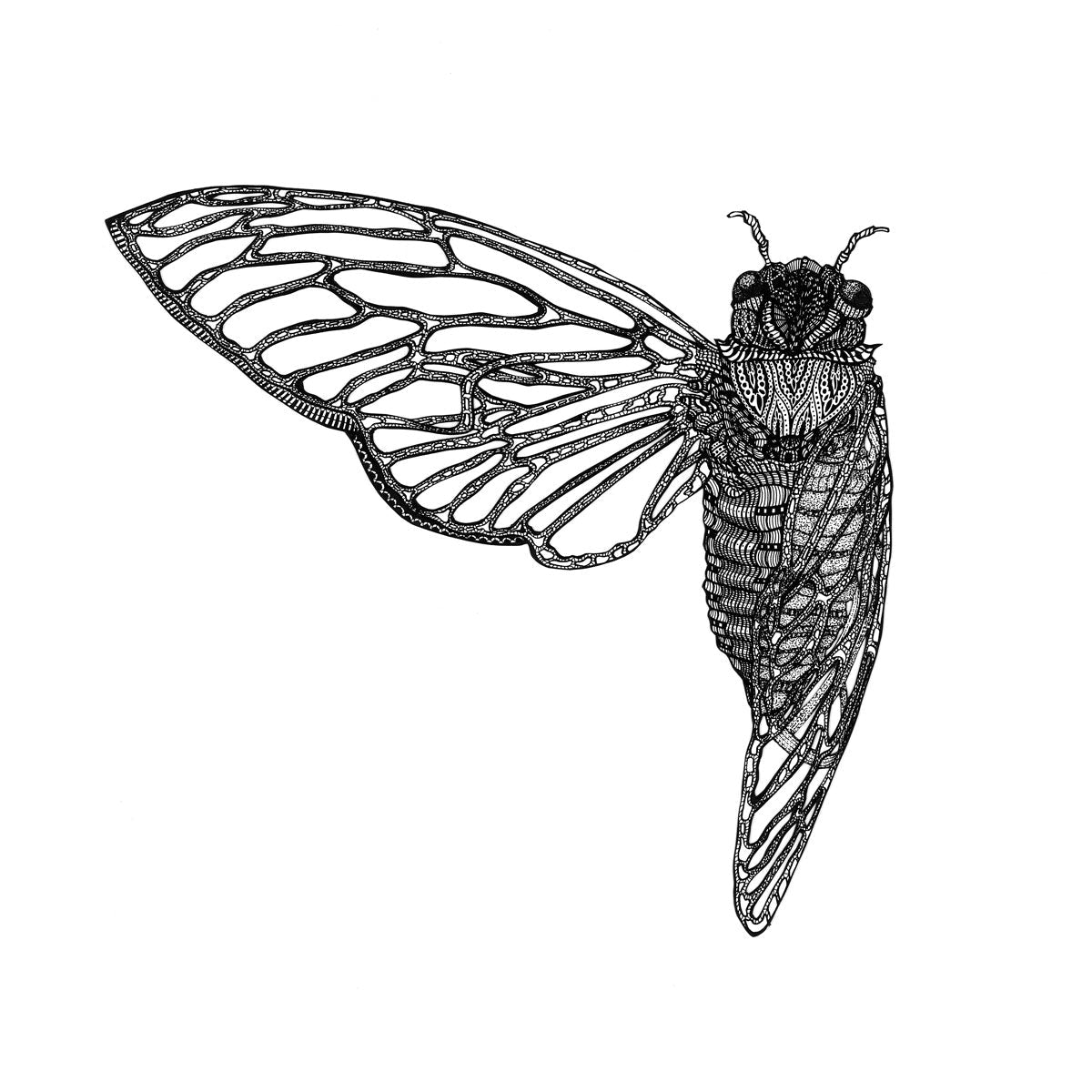 ΔELTAKAPPA | Cicada