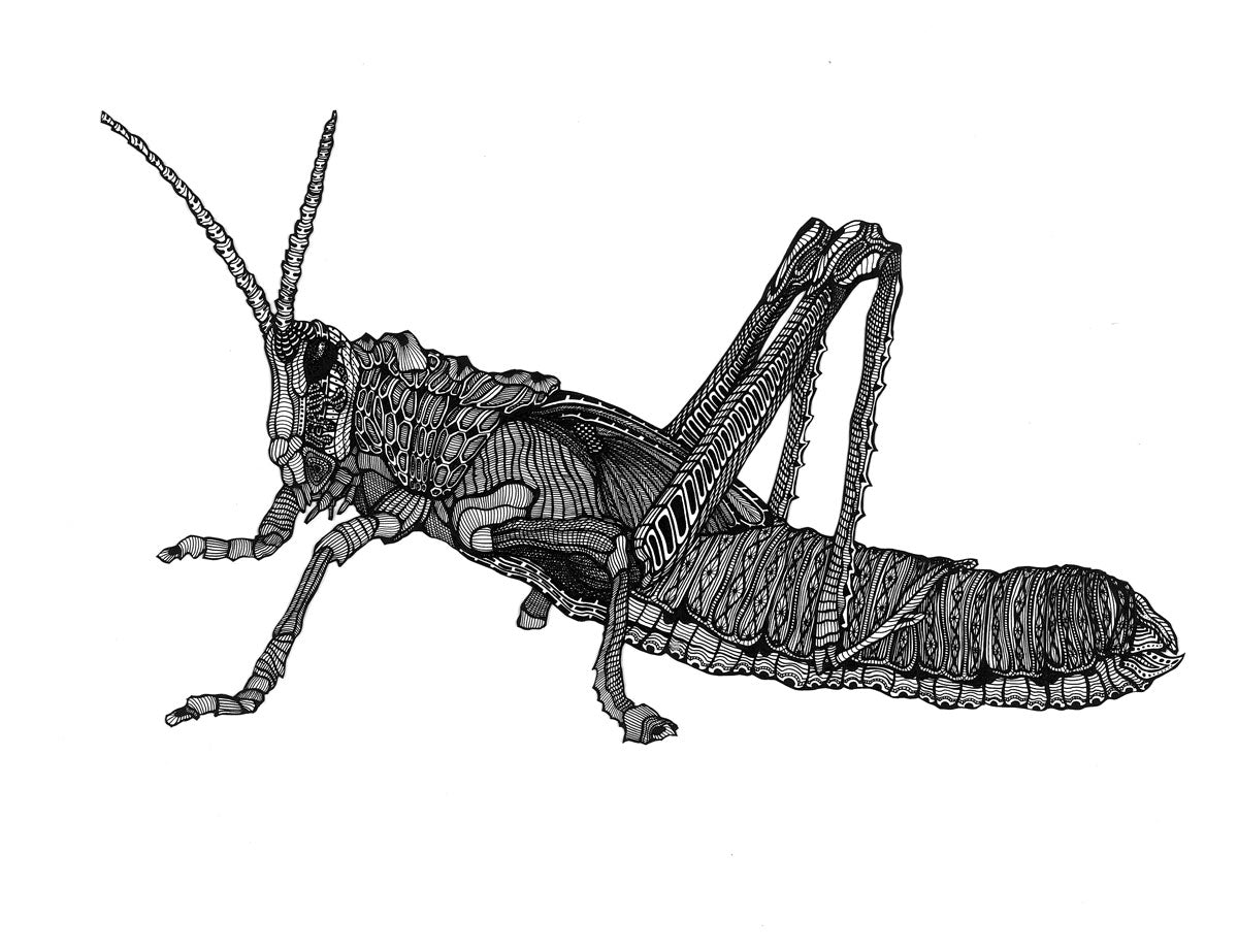 ΔELTAKAPPA | Grasshopper